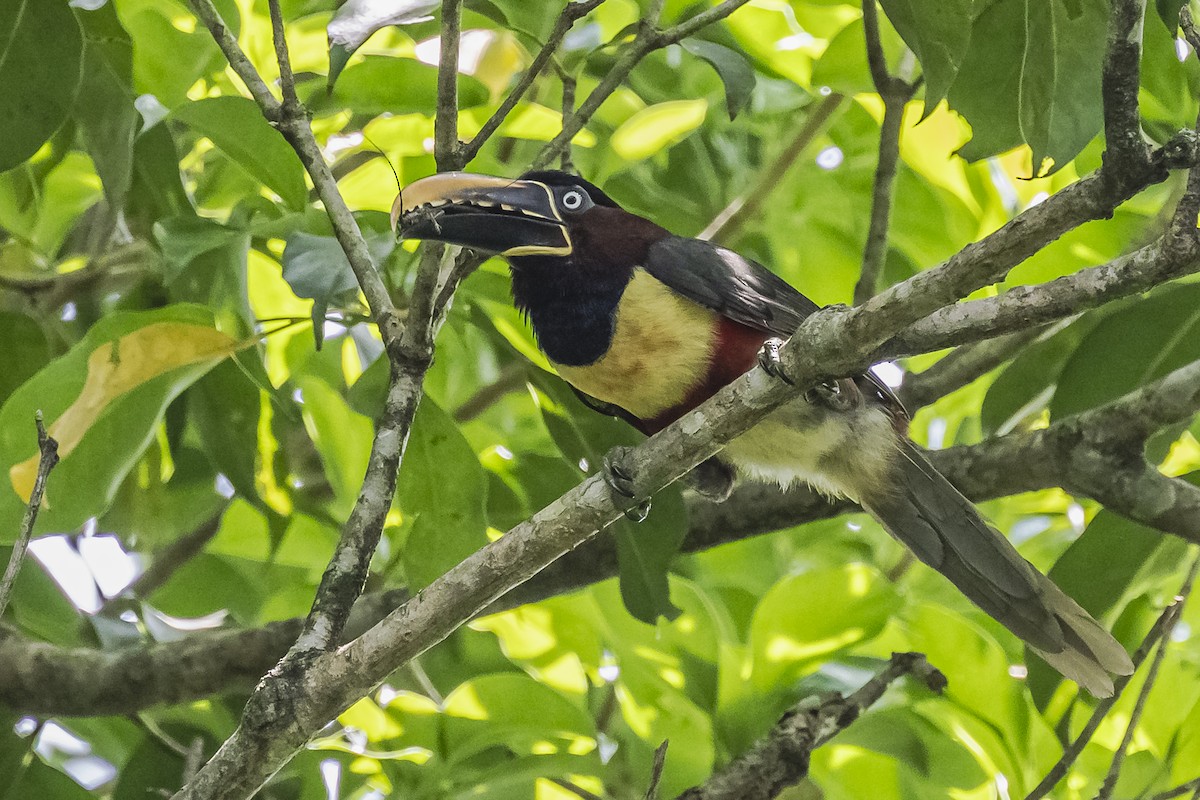 Chestnut-eared Aracari - ML620504015