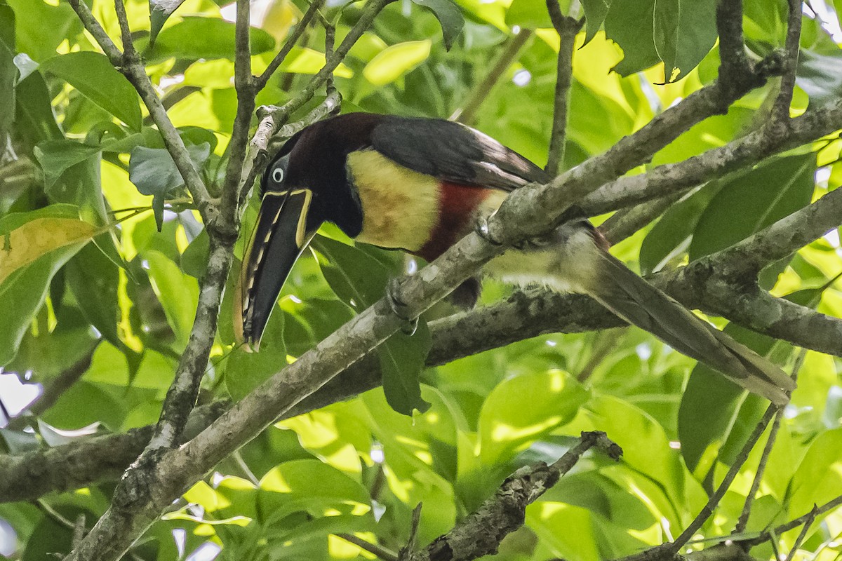 Chestnut-eared Aracari - ML620504017