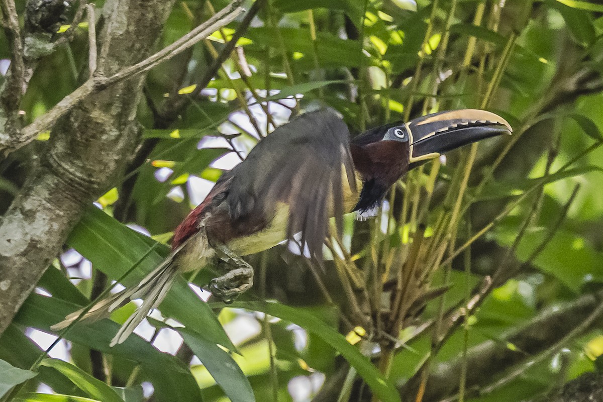 Chestnut-eared Aracari - ML620504018