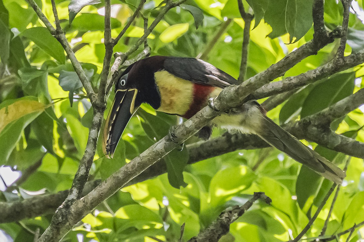 Chestnut-eared Aracari - ML620504019