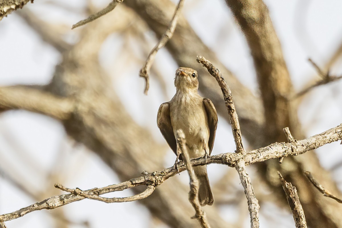 Gambaga Flycatcher - ML620504021