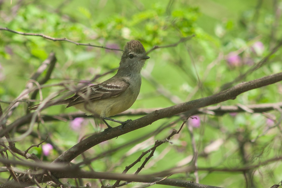 Northern Scrub-Flycatcher - ML620504023