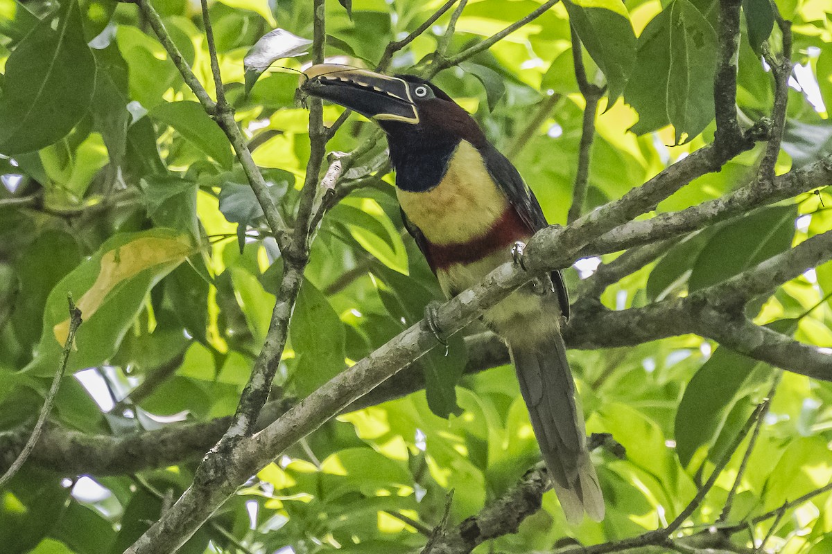 Chestnut-eared Aracari - ML620504025