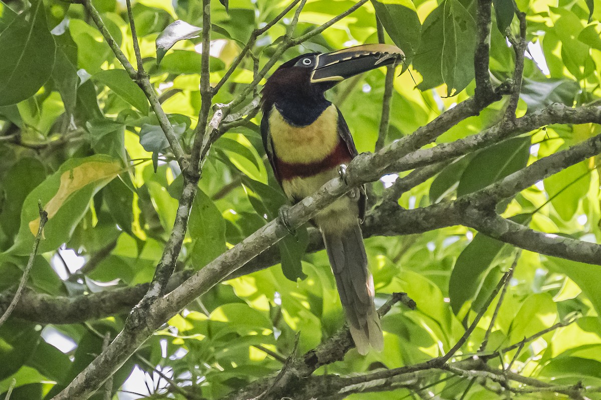 Chestnut-eared Aracari - ML620504029