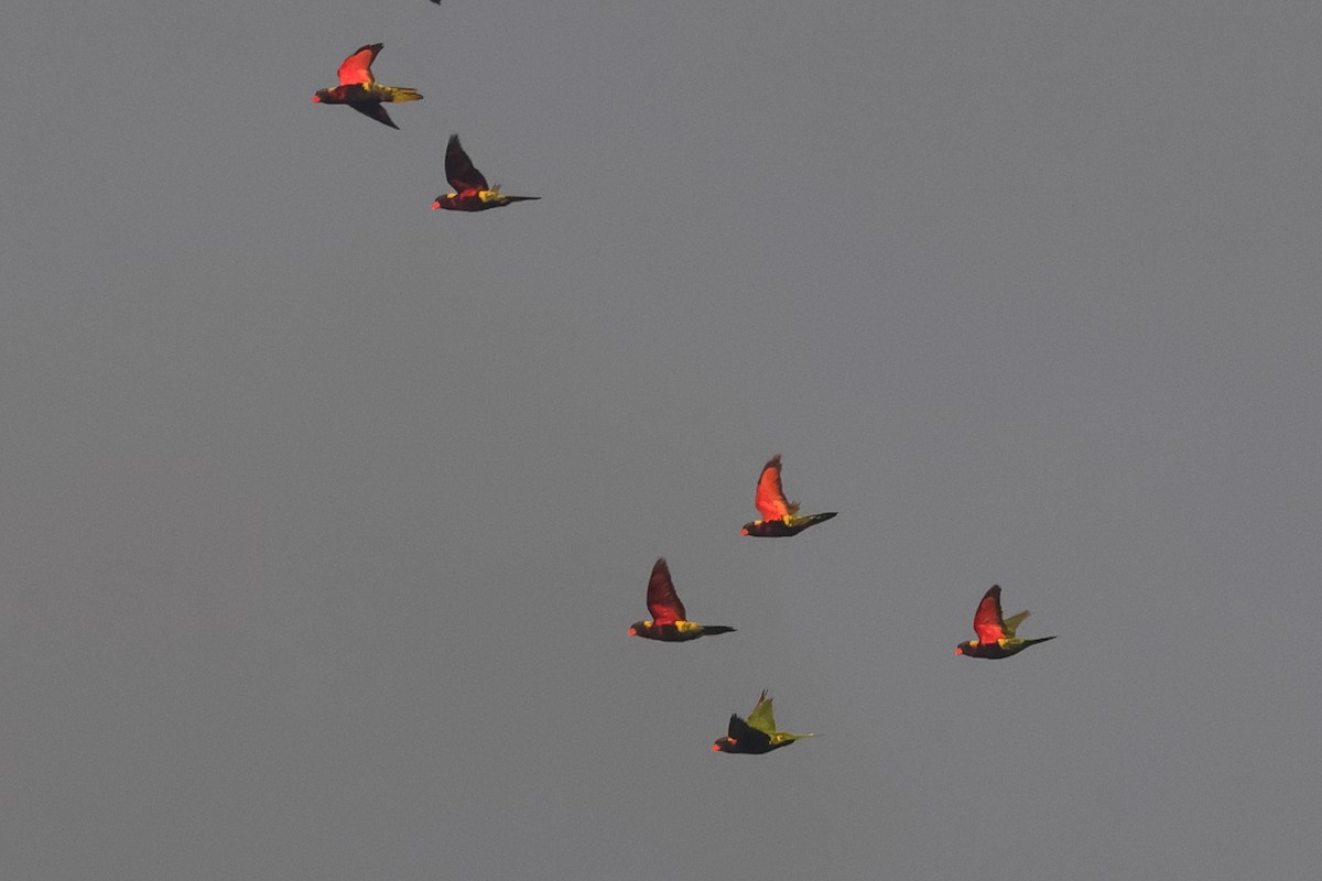 Biak Lorikeet - ML620504030