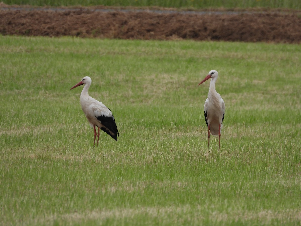 White Stork - ML620504032