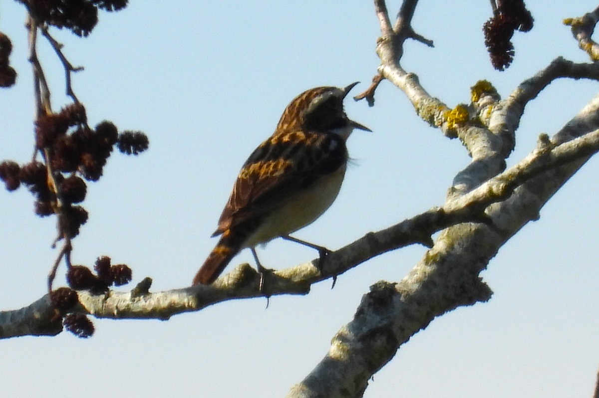 Whinchat - ML620504033