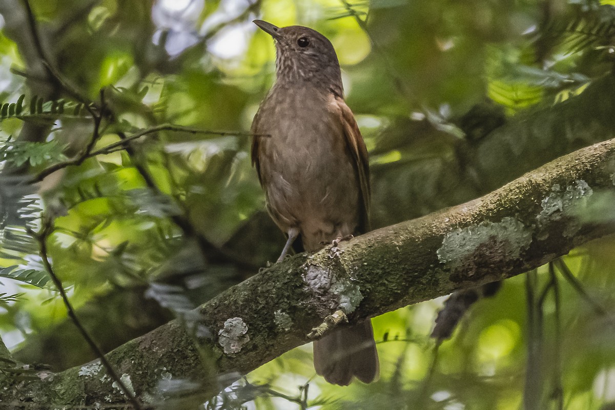 Pale-breasted Thrush - ML620504034