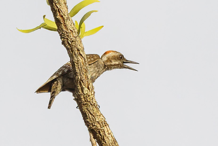 Brown-backed Woodpecker - ML620504036