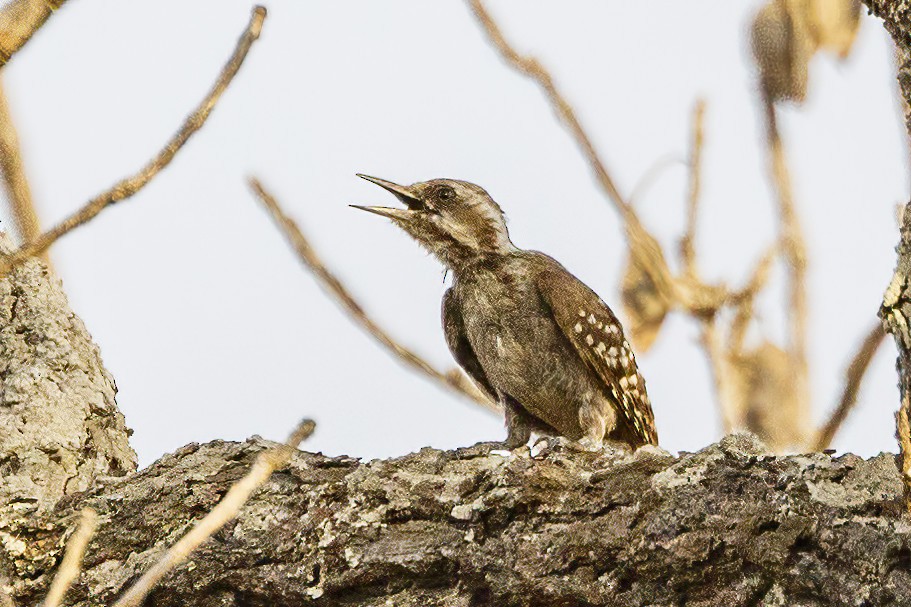 Brown-backed Woodpecker - ML620504038