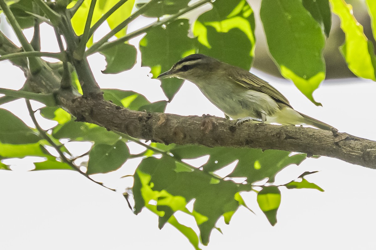 Vireo Chiví - ML620504039