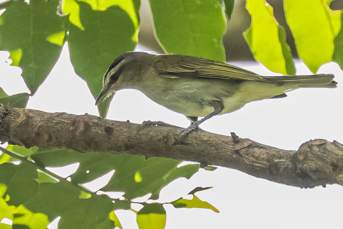 brunøyevireo - ML620504041