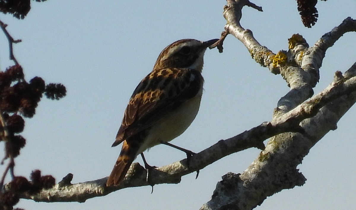 Whinchat - ML620504043