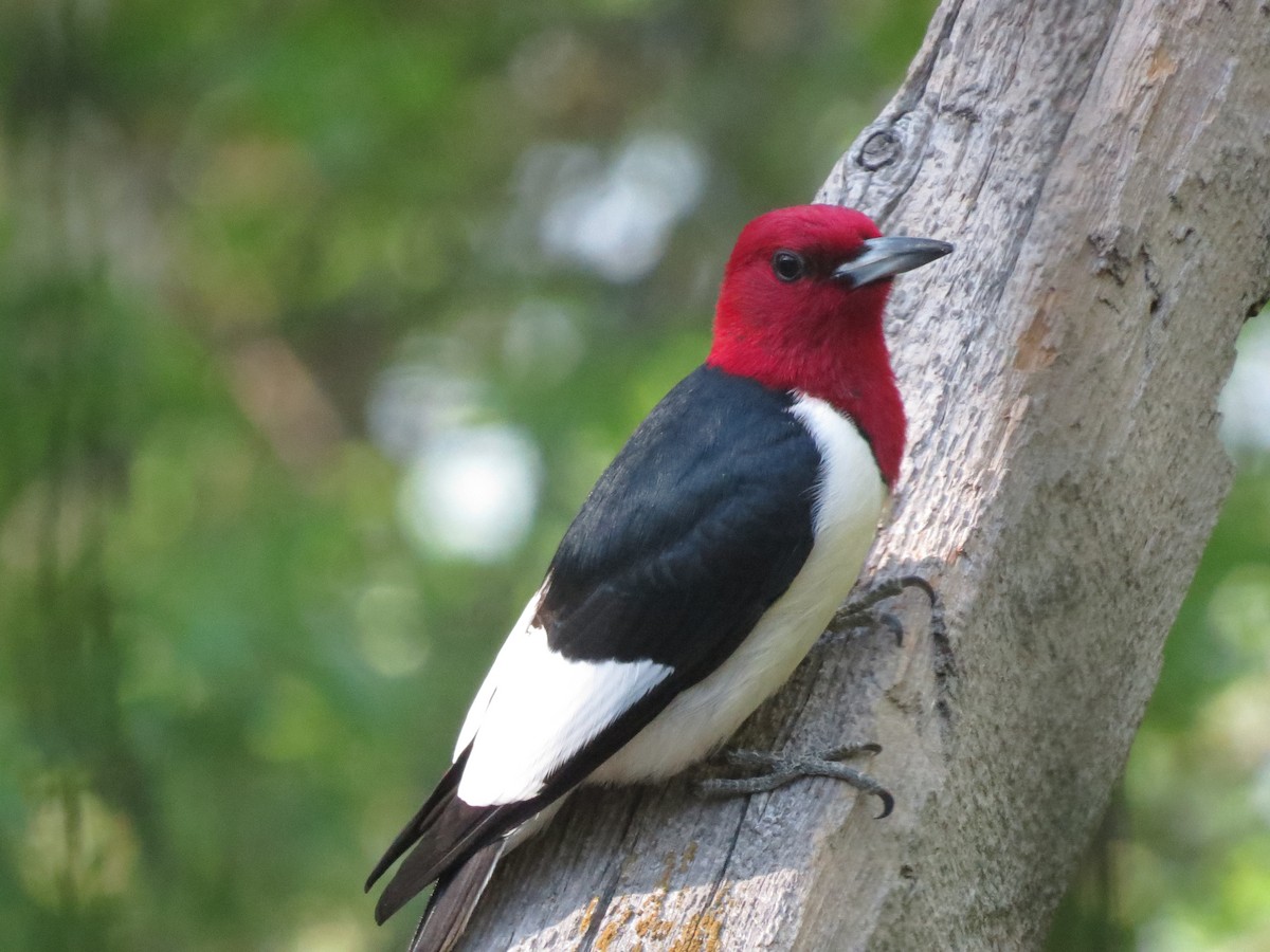 Pic à tête rouge - ML620504051