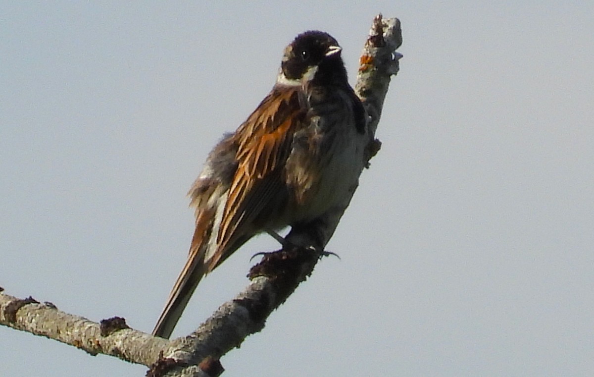 Reed Bunting - ML620504052