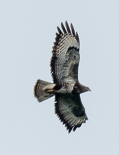 Common Buzzard - ML620504056