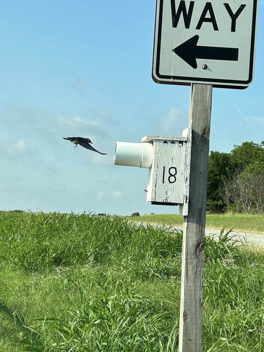 Eastern Bluebird - ML620504061