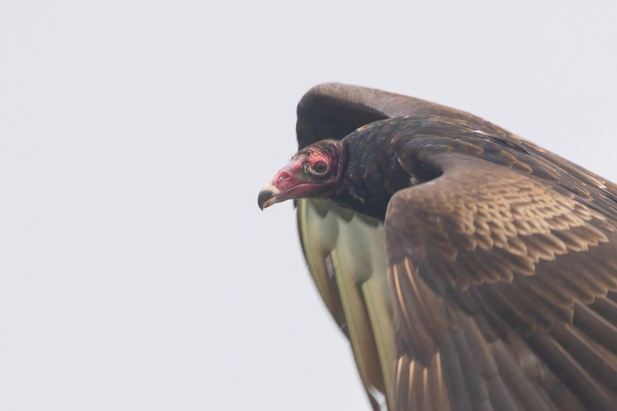 Turkey Vulture - ML620504071