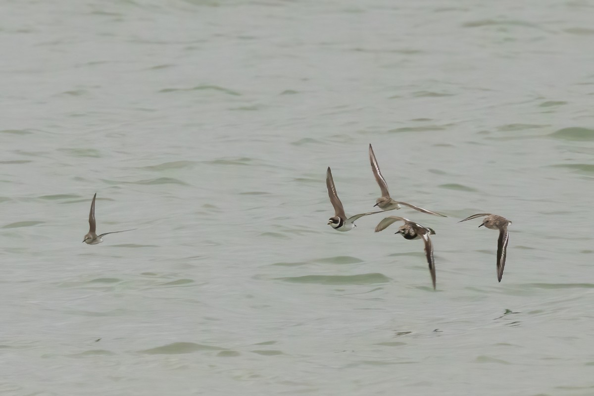 Ruddy Turnstone - ML620504072