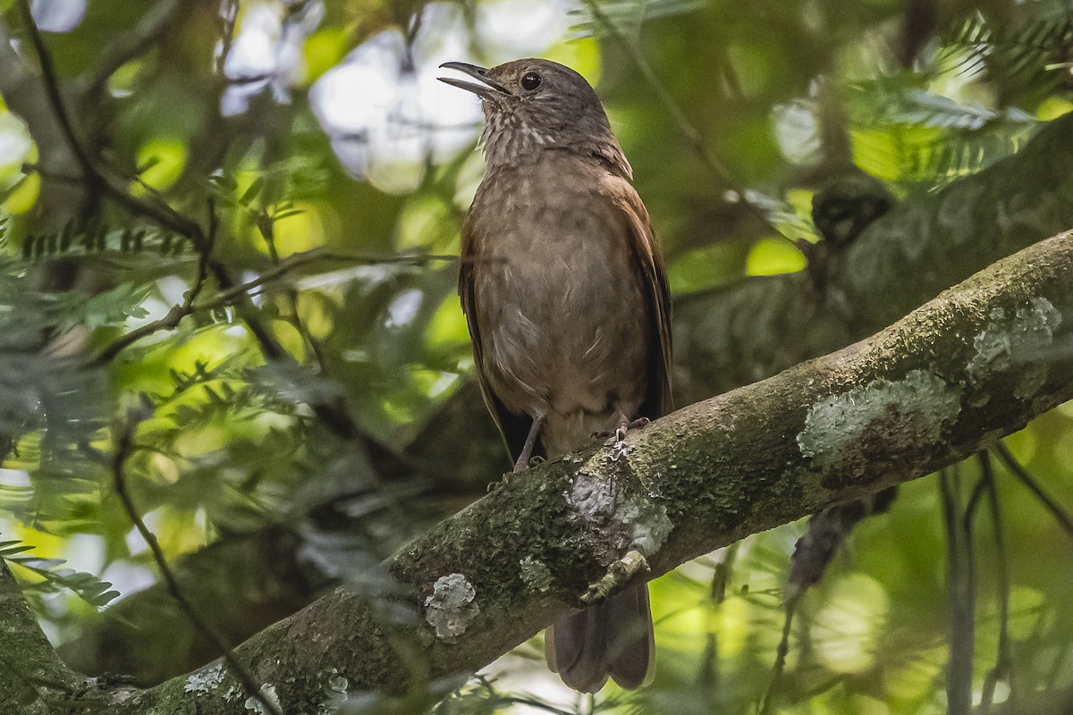 Pale-breasted Thrush - ML620504074