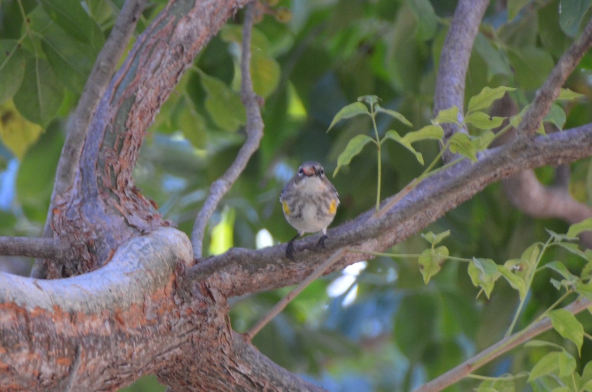 lesňáček žlutoskvrnný (ssp. coronata) - ML620504077