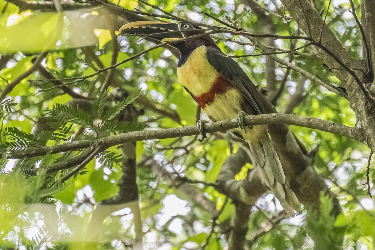 Chestnut-eared Aracari - ML620504089