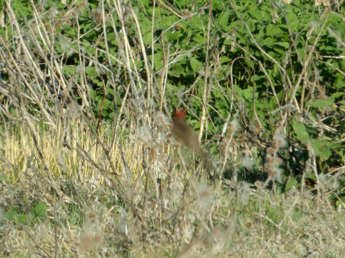 Vermilion Flycatcher - ML620504094