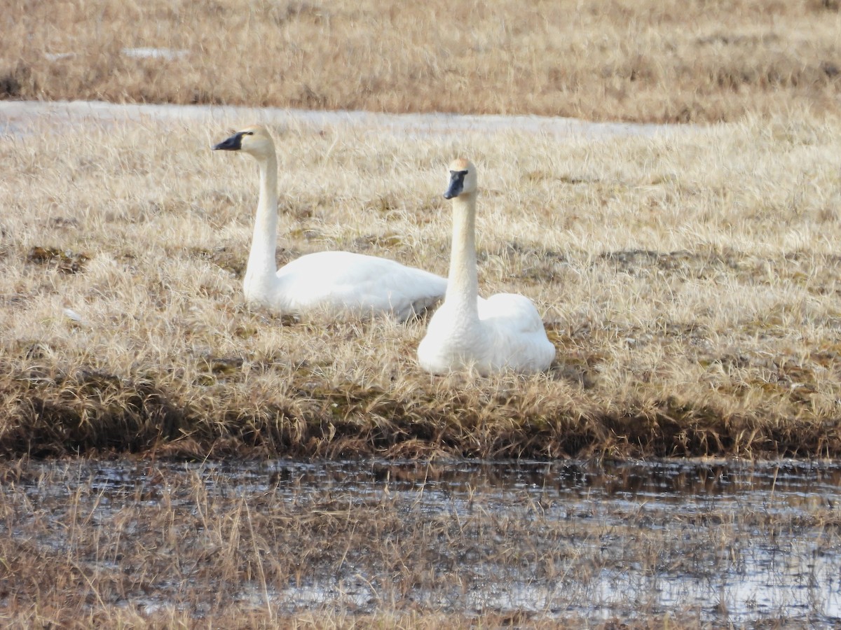 Tundra Swan - ML620504095