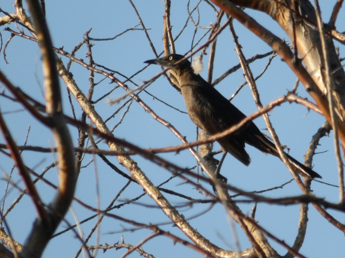 Great-tailed Grackle - ML620504096