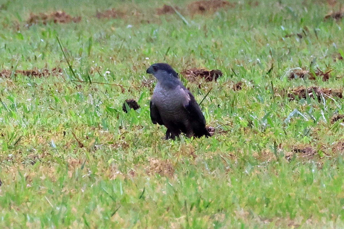 Cooper's Hawk - ML620504097