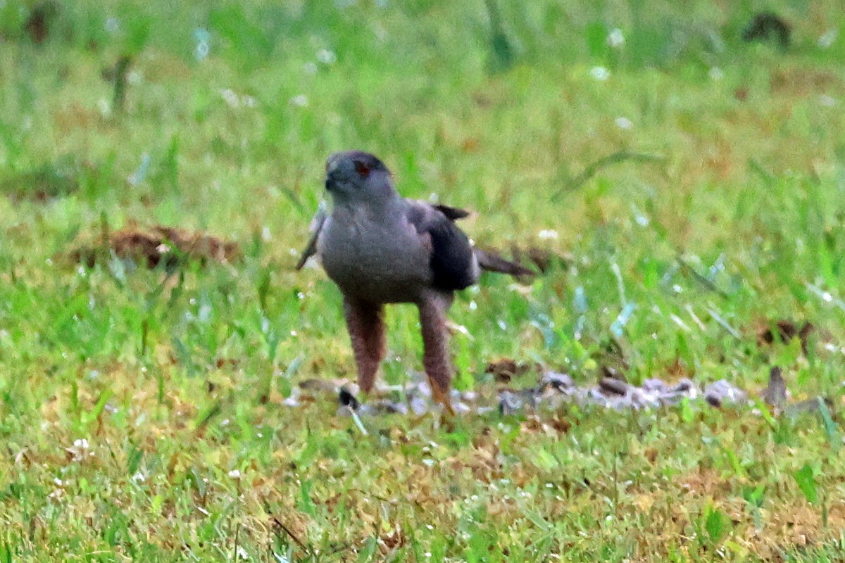 Cooper's Hawk - ML620504098