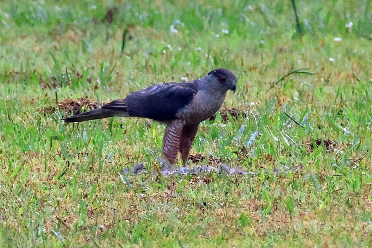 Cooper's Hawk - ML620504099