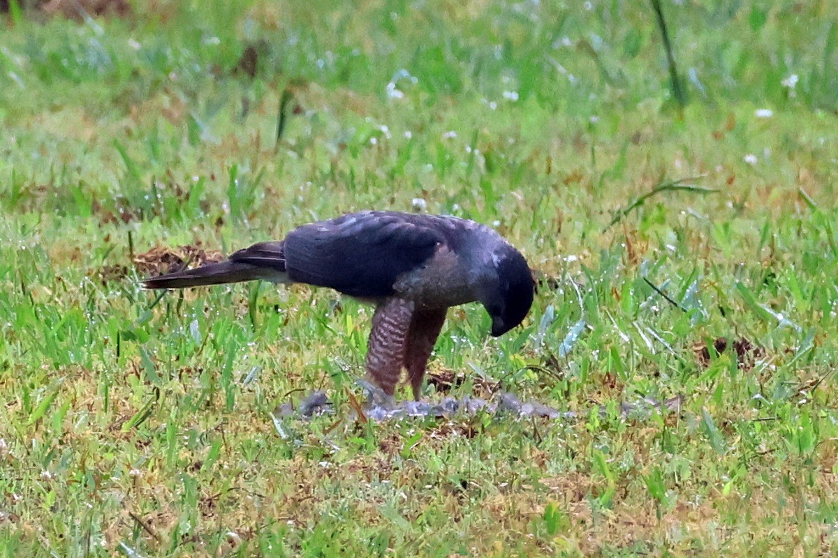 Cooper's Hawk - ML620504100