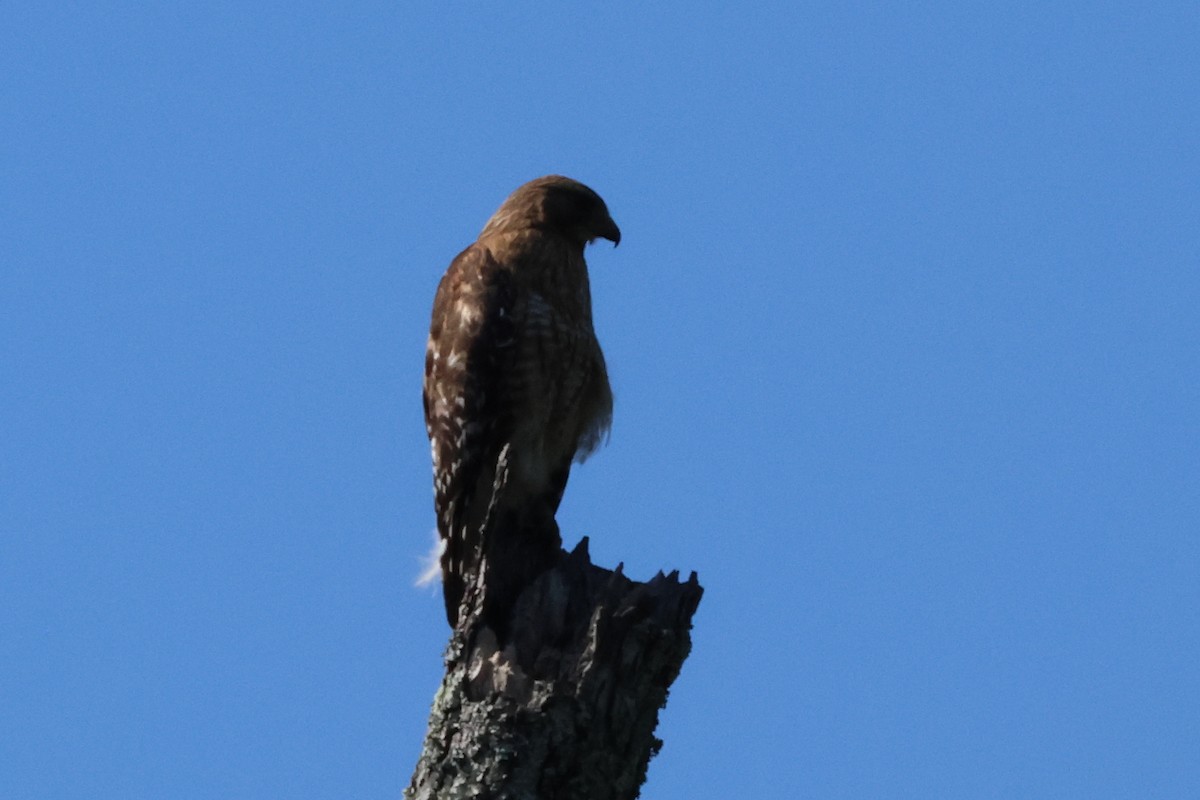 Red-shouldered Hawk - ML620504104