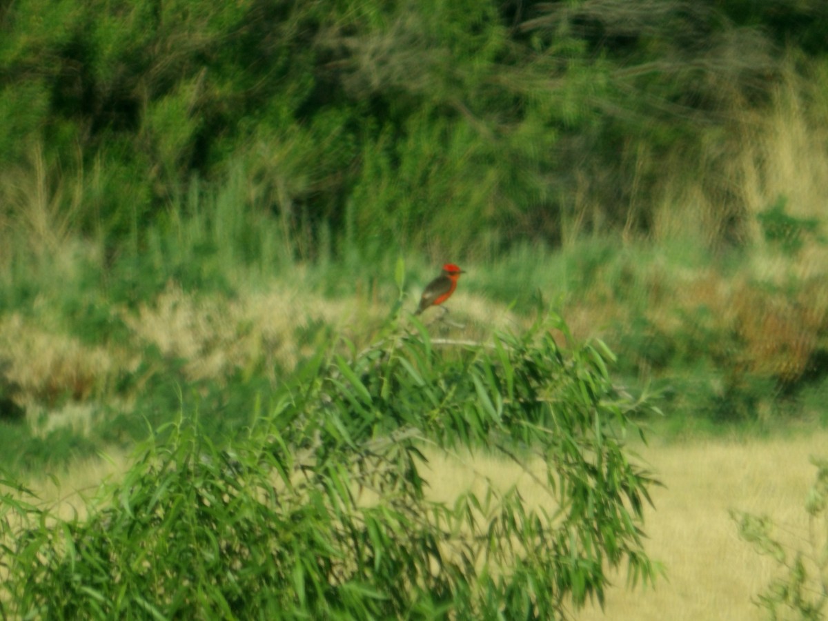 Vermilion Flycatcher - ML620504105