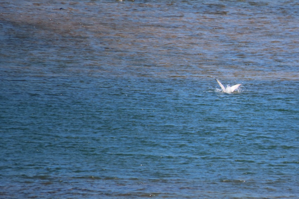 Caspian Tern - ML620504108