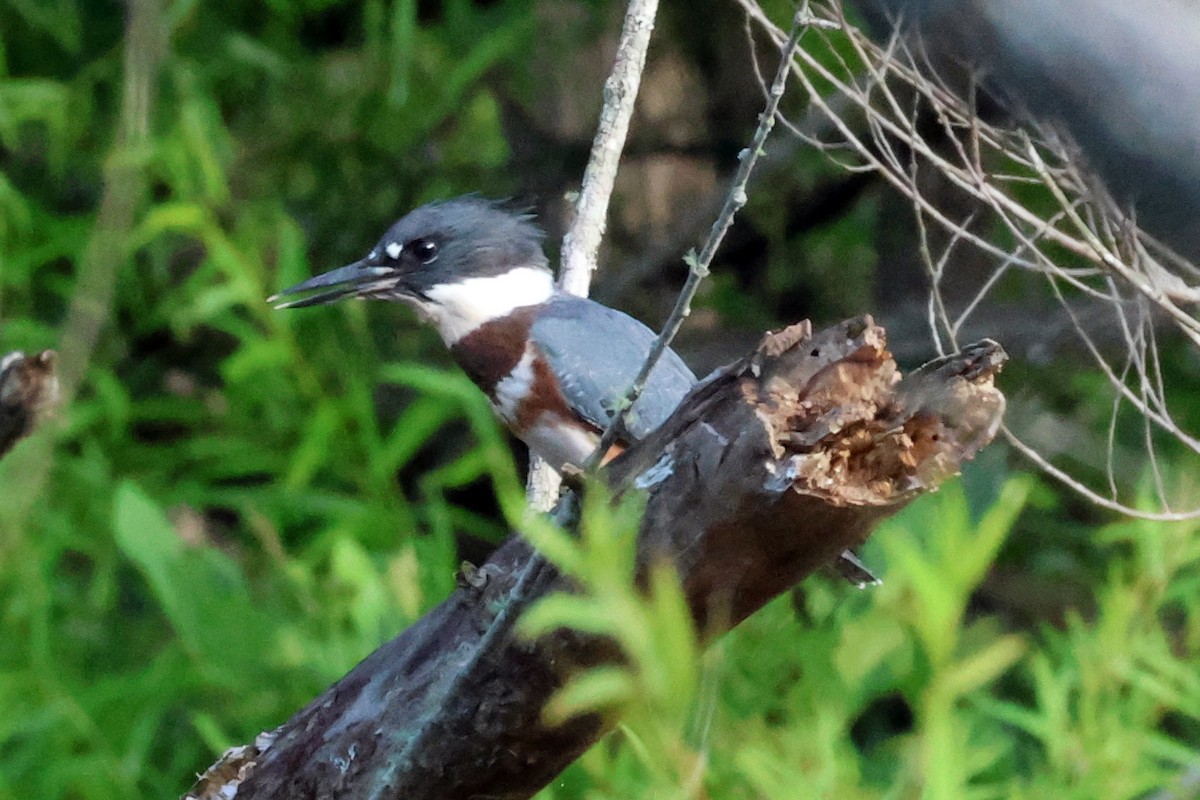 Belted Kingfisher - ML620504109