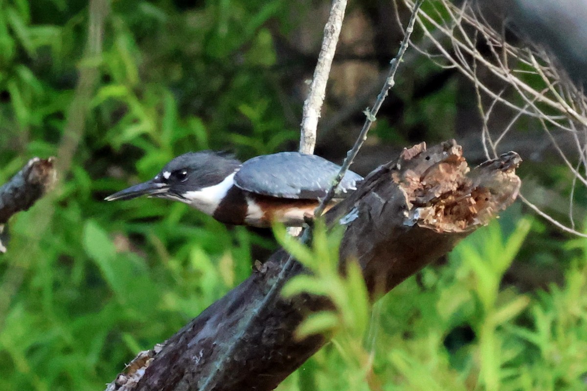 Belted Kingfisher - ML620504110