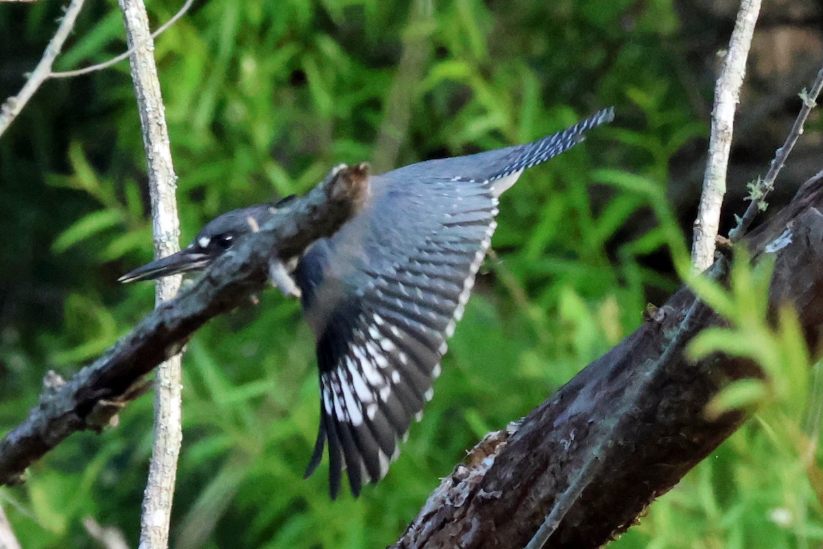 Belted Kingfisher - ML620504111