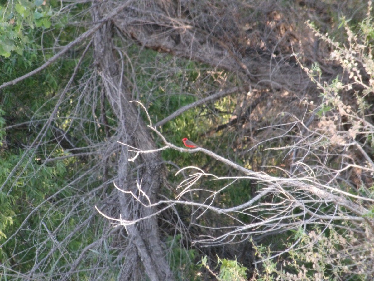 Vermilion Flycatcher - ML620504112