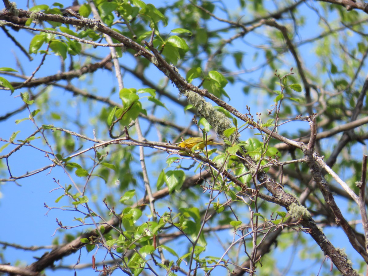 Yellow Warbler - ML620504114