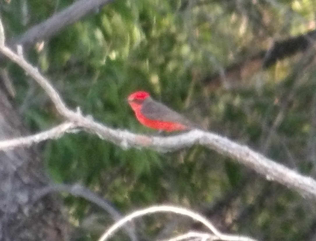 Vermilion Flycatcher - ML620504115