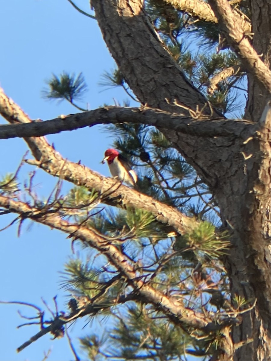 Red-headed Woodpecker - ML620504116