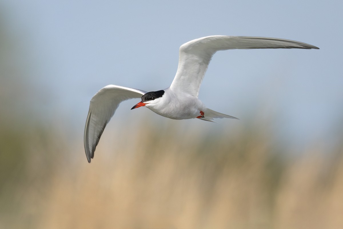 Common Tern - ML620504120