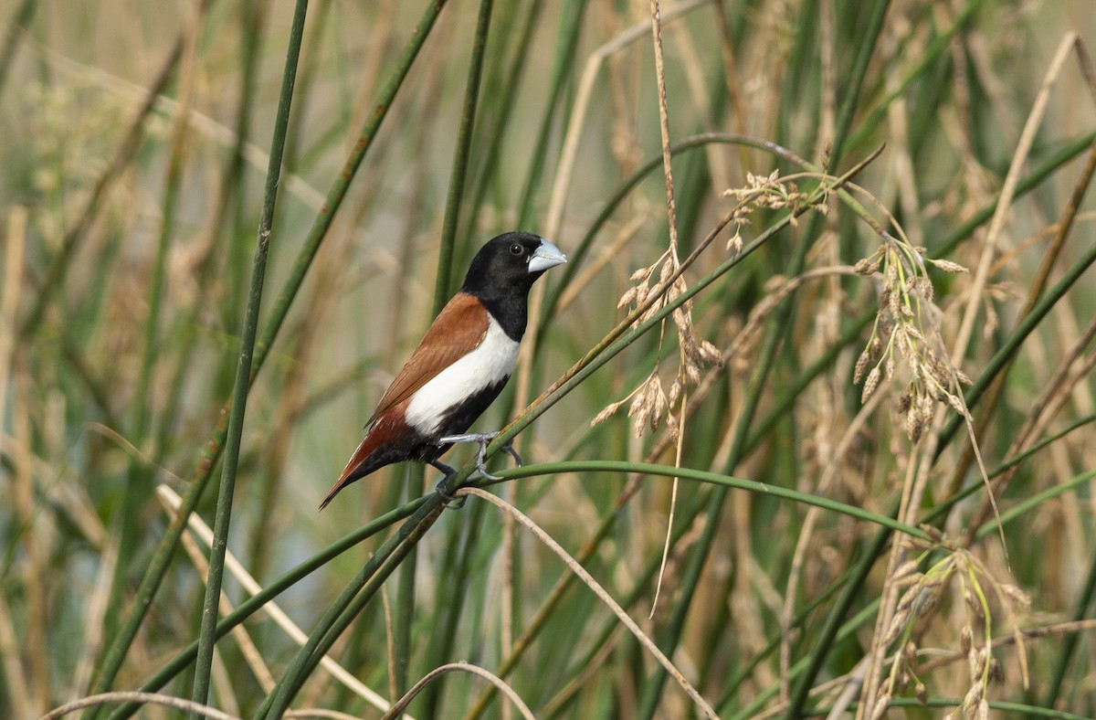 Tricolored Munia - ML620504121