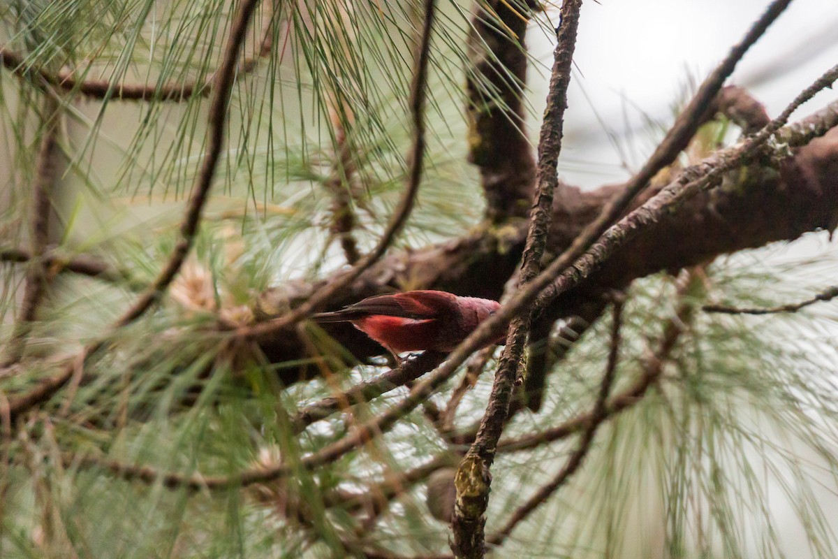 Pink-headed Warbler - ML620504122