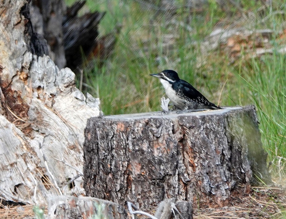 Black-backed Woodpecker - ML620504124