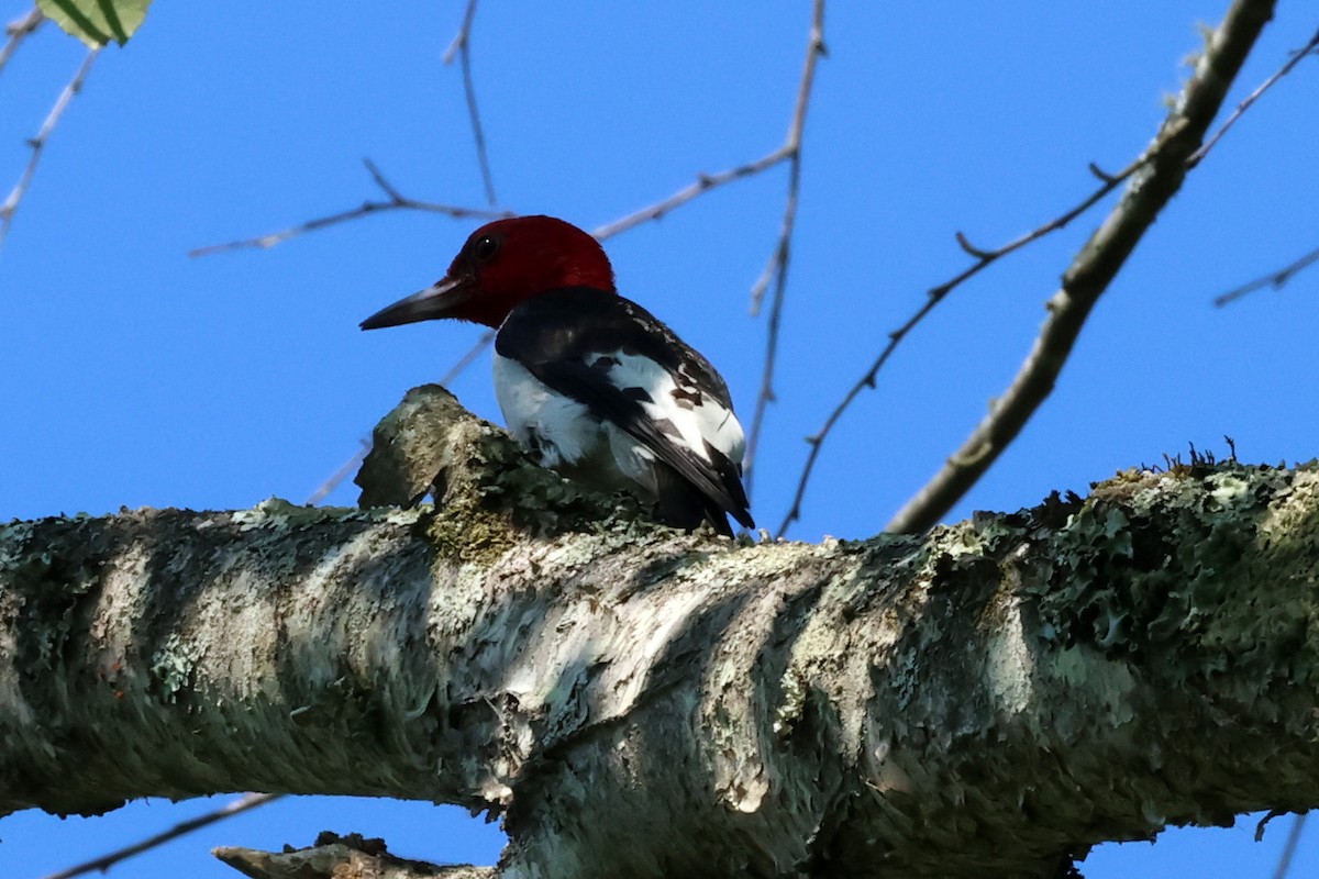 Red-headed Woodpecker - ML620504125