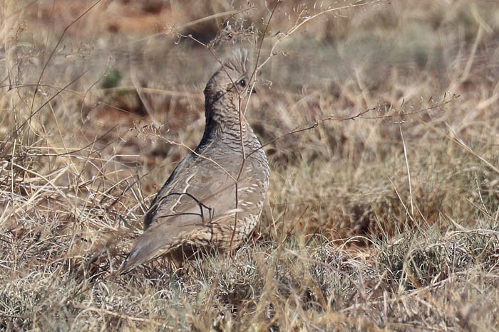 Scaled Quail - ML620504126