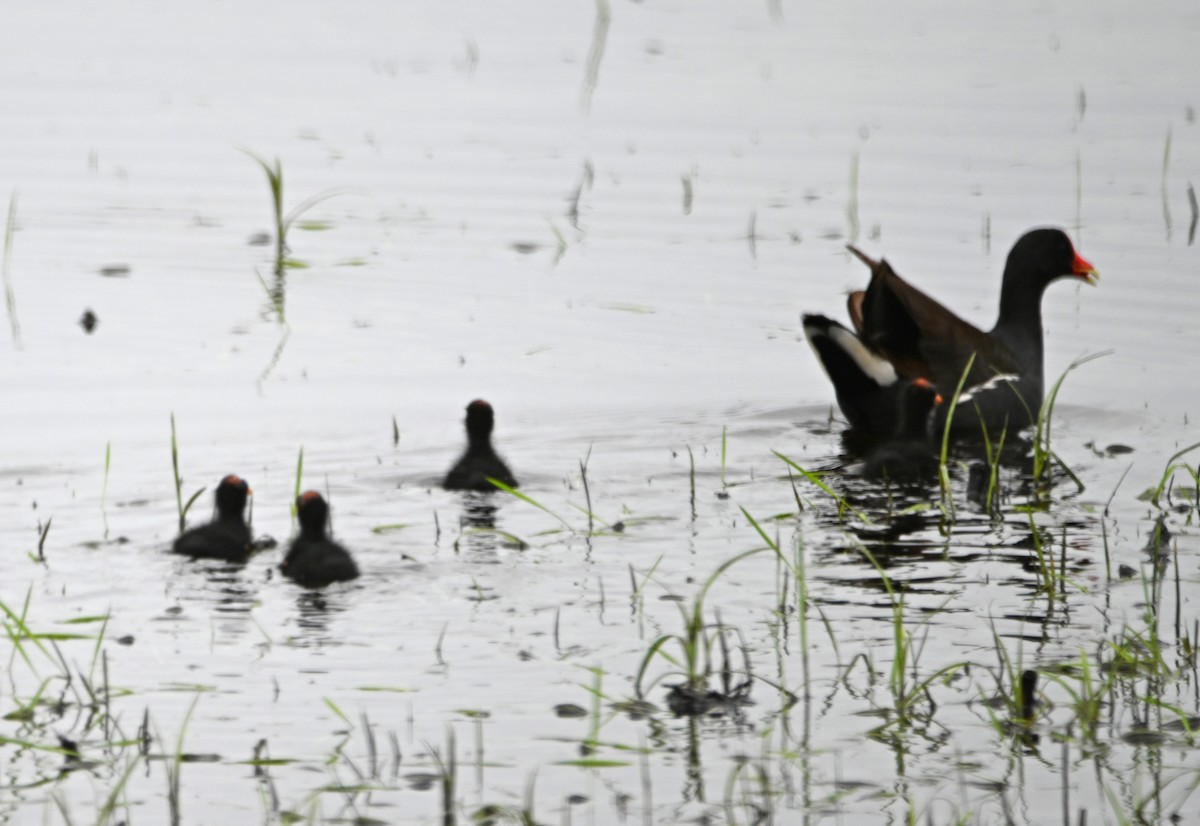 Common Gallinule - ML620504132